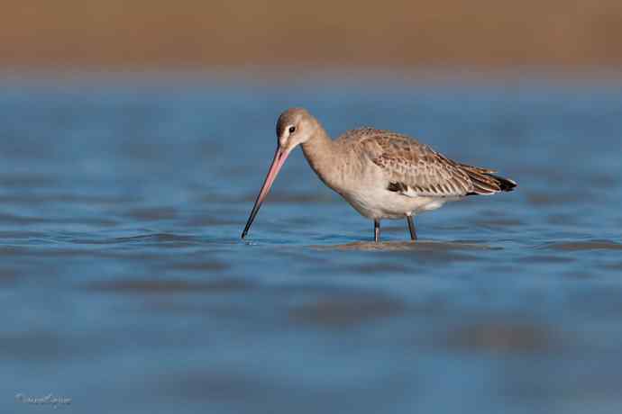 小鸟 wbr伊人 wbr珍珠婚