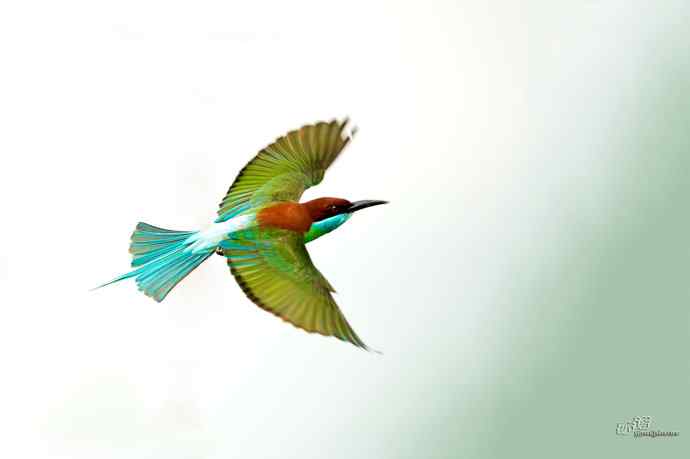 湖北大悟的蓝喉蜂虎