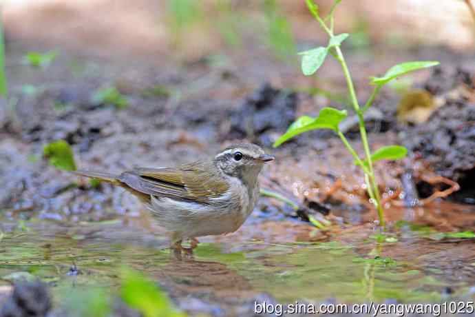 北京天坛公园的鸟类——极北柳莺（7）