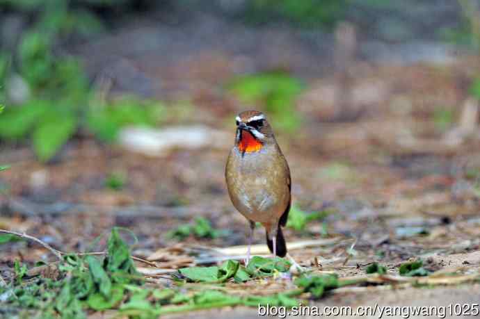 雄性红喉歌鸲（18）