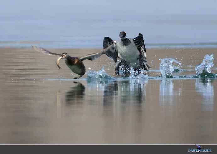 弱肉强食：白秋沙追抢小 wbr口中夺鱼
