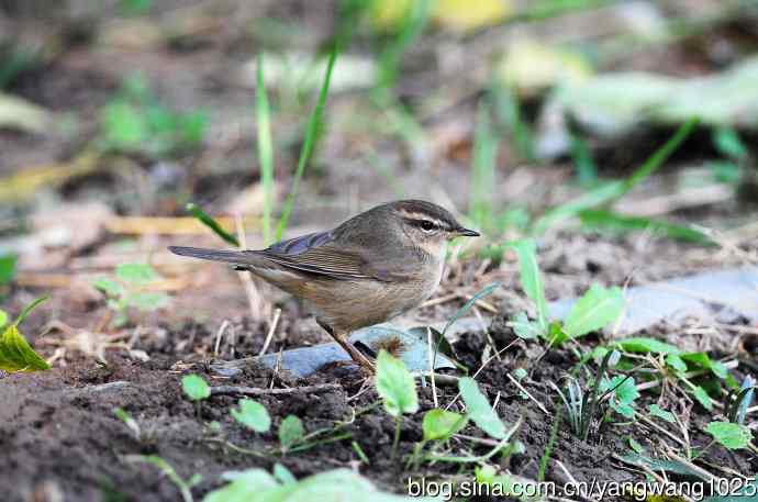 北京天坛公园的鸟类——巨嘴柳莺（5）