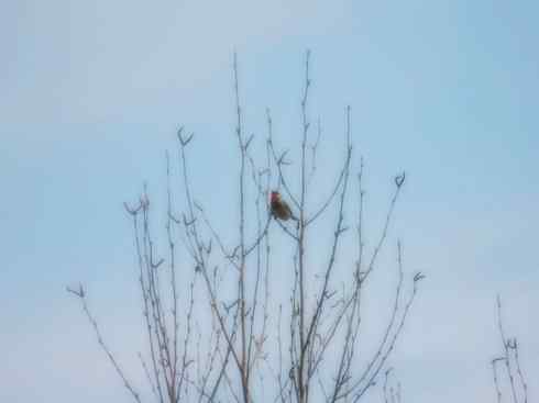 家禽驯化之源之二十七