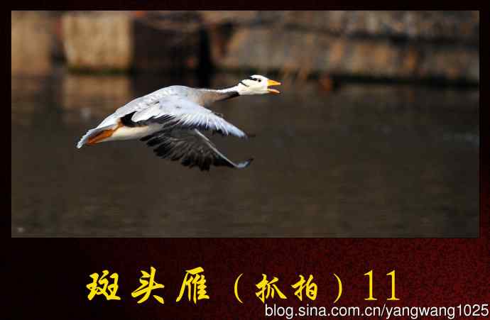 斑头雁（抓拍）11