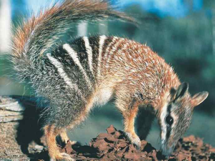 盘点十二大著名食蚁动物：袋食蚁兽