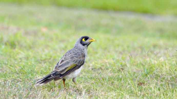 澳洲拍鸟鈥斺斘薮Σ辉诘暮诙羁笪勰