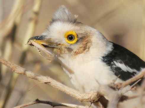 白头鸟系列：另类的美丽6