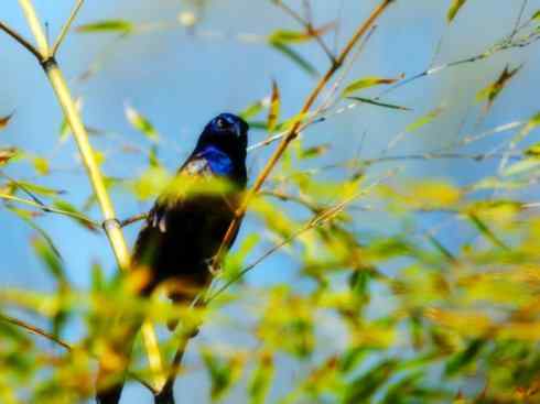 雀鸟也彪悍:小鸟也疯狂(红翅黑鹂) 雀鸟也彪悍:小鸟也疯狂(红翅黑鹂——拟鹂科的战斗种族)