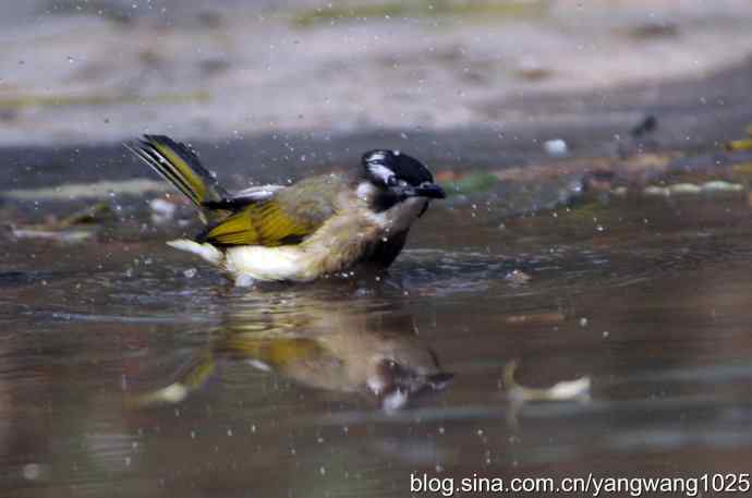 白头鹎bei（白头翁）