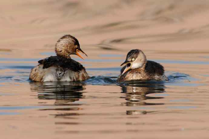 两只小鸊鷉 浅议趴拍