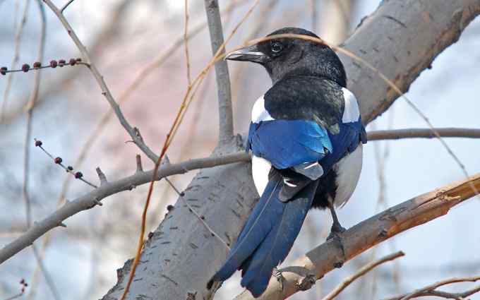 北京植物园赏鸟（十七），喜鹊（组图）