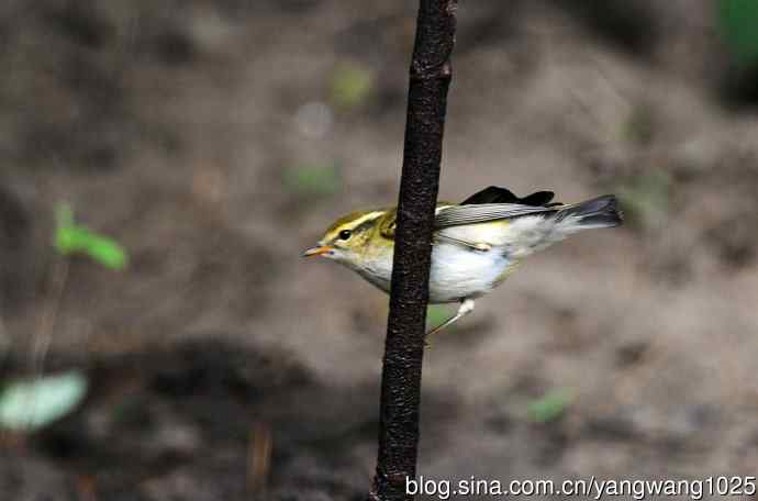 黄眉柳莺（20）