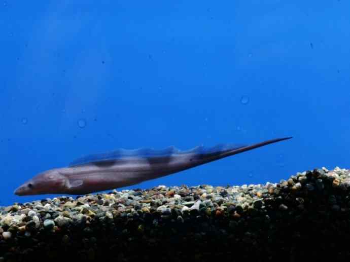 鱼类活化石：裸臀鱼