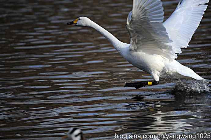 白天鹅之舞 wbr wbr3