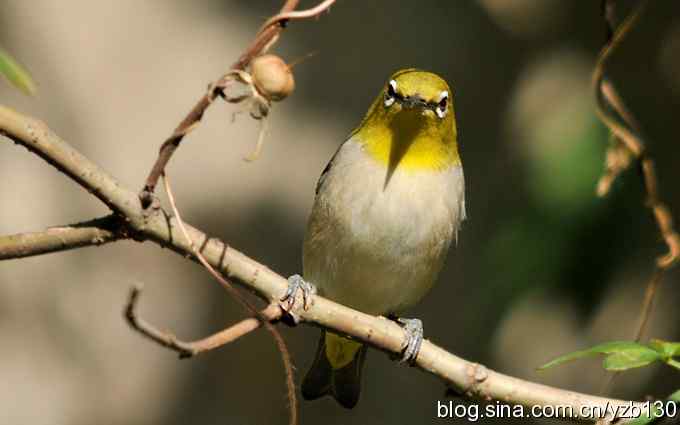 第一次遇到绣眼鸟(组图) 第一次遇到绣眼鸟(组图)