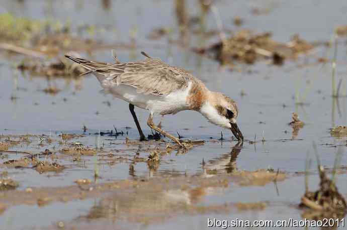 泽鹬 wbr铁嘴沙鸻