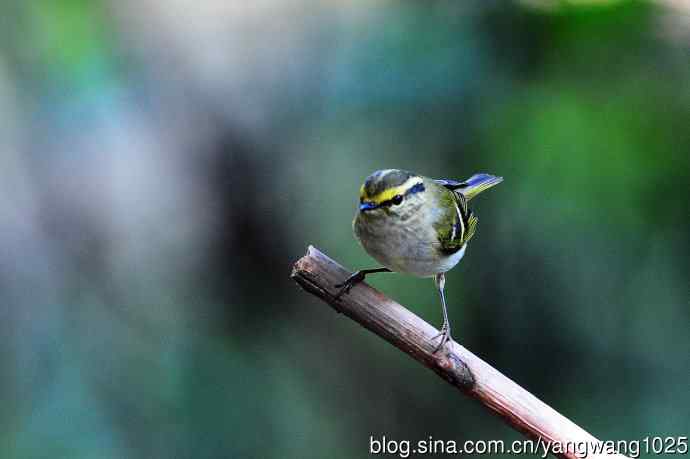 黄腰柳莺(8) 黄腰柳莺(8)