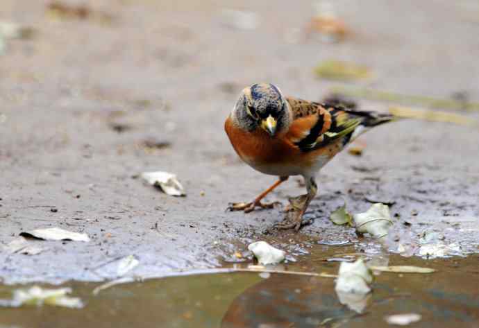 燕雀(抓拍)1 燕雀(抓拍)1