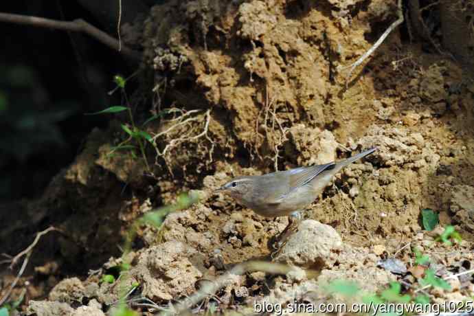 褐柳莺(12) 褐柳莺(12)