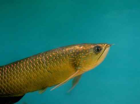 鱼类活化石：巨骨舌鱼