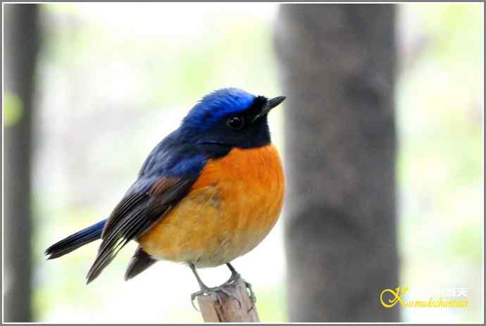 RP？鸟运？【照片】