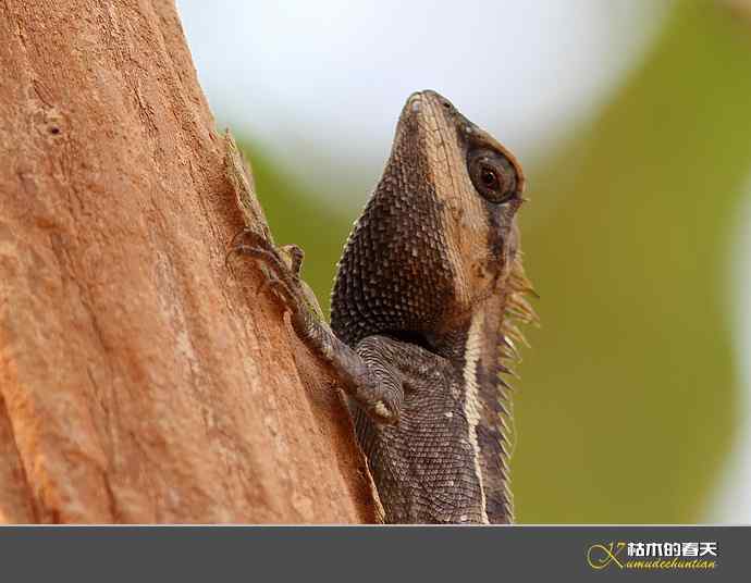 西双版纳拍鸟之二【实拍】