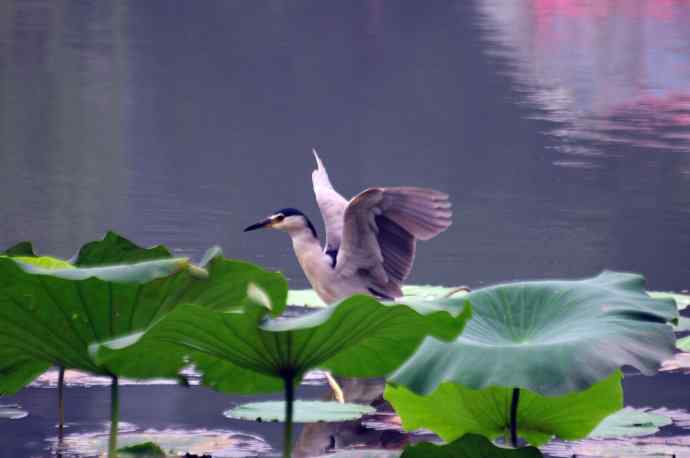 北海公园的夜鹭 wbr4