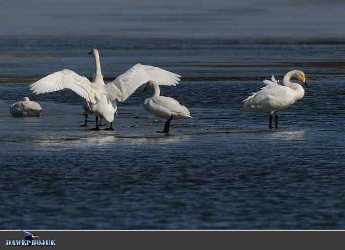 三月到昆明湖看天鹅 三月到昆明湖看天鹅