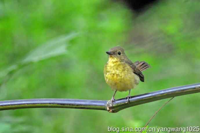 雌性绿背姬鶲（13）