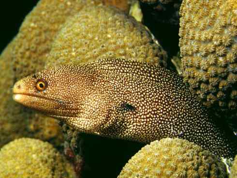 龙：传说的兽原型探秘（鲤鱼）