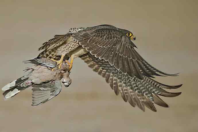 赏图鈥斺斕嵘诤奈幕