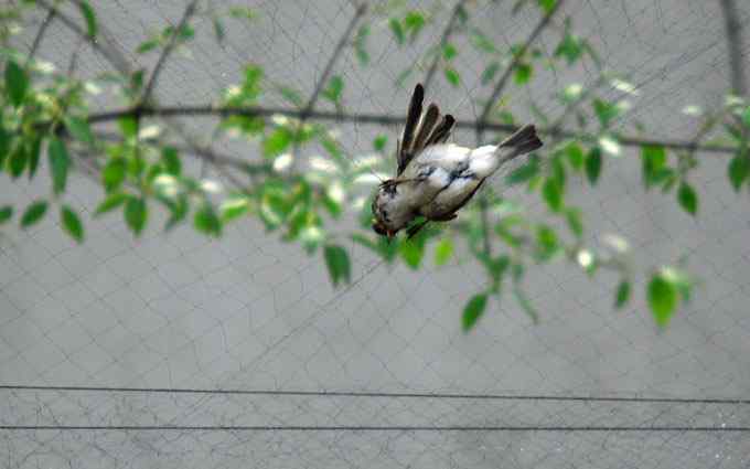 何时斩断刽子手？（组图）