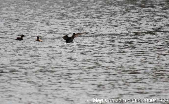 159.试用大白---家族