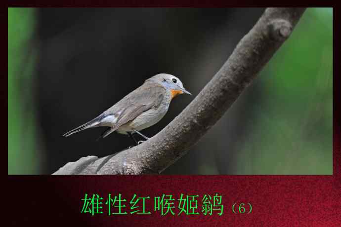 雄性红喉姬鹟（6）