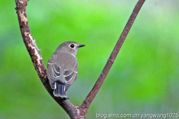 秋天的红喉姬鹟(5) 秋天的红喉姬鹟(5)