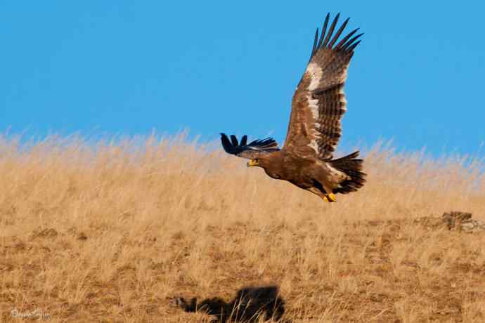 高坡上的草原雕