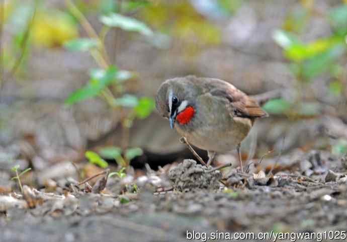 红喉歌鸲（12）