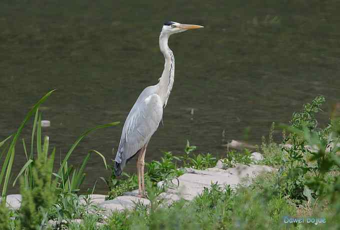 十渡的黑鹳和苍鹭