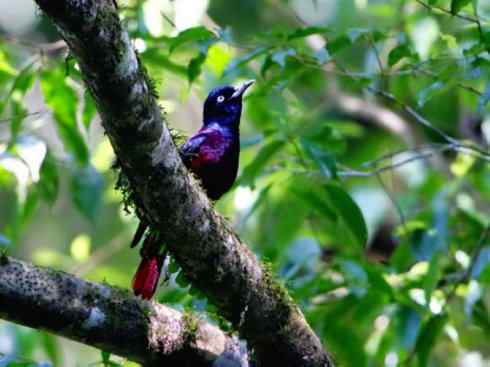 美丽无罪:雀鸟之朱鹂 美丽无罪:雀鸟之朱鹂