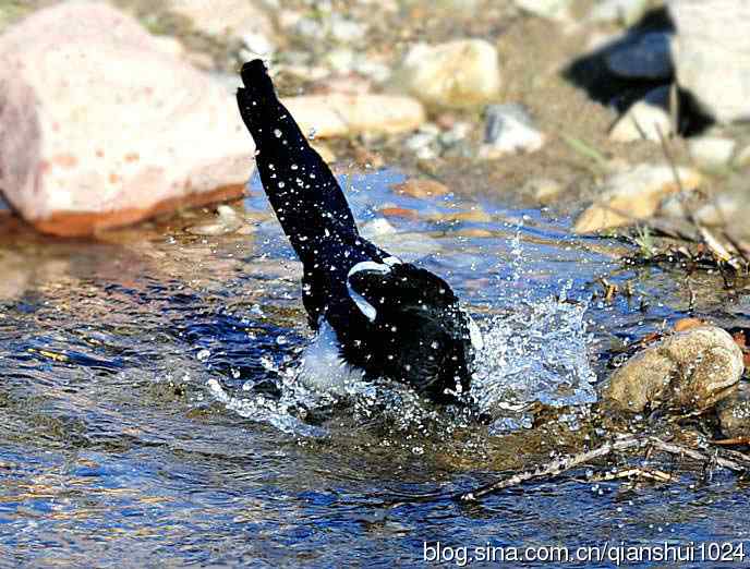 越洗越喜,一只可爱的小喜鹊