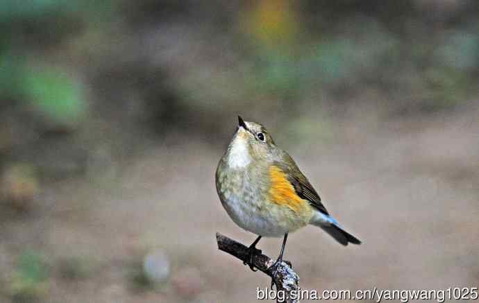 雌性红胁蓝尾鸲（61）