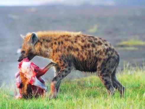 狈：传说的兽原型探秘（鬣狗）