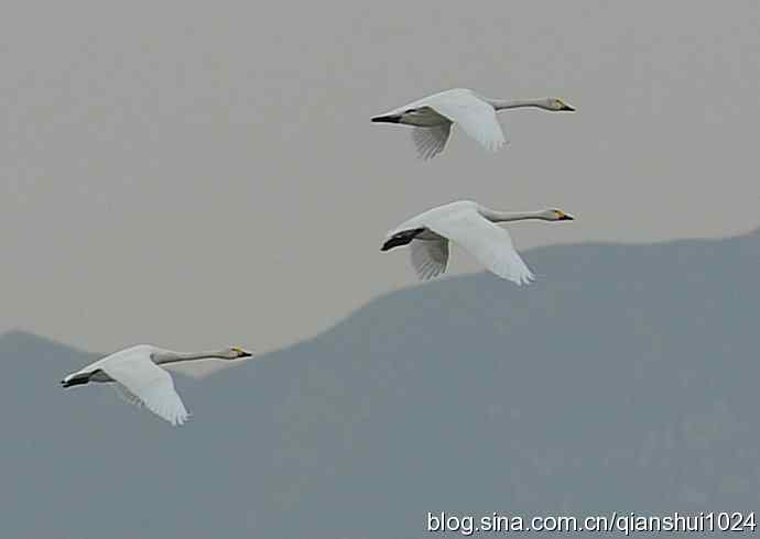 空中盘旋.赤麻鸭白天鹅(官厅水库)