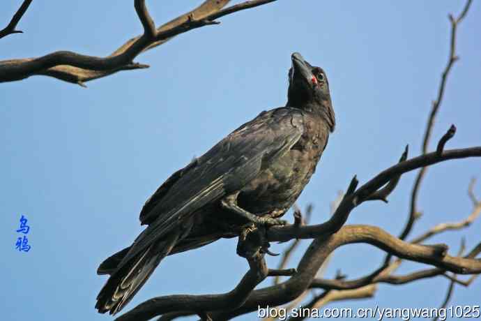 昨天的收获（杂片）