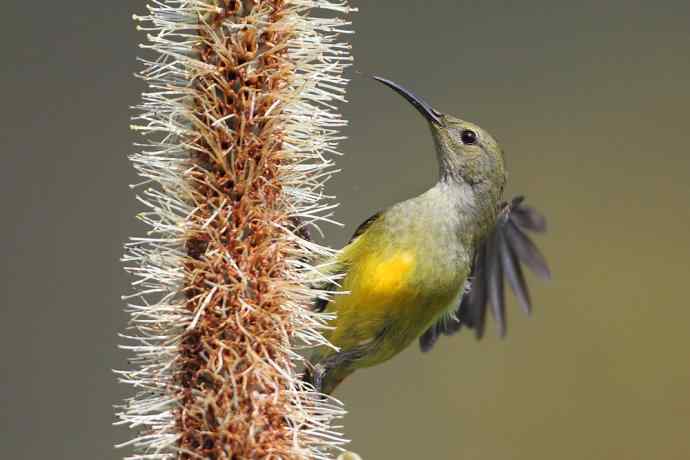 因太阳而更加美丽，因红尾而呈上吉祥