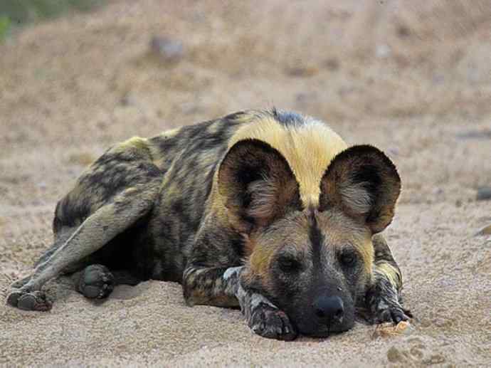 犬科：薮犬亚科非洲野犬属之非洲野犬