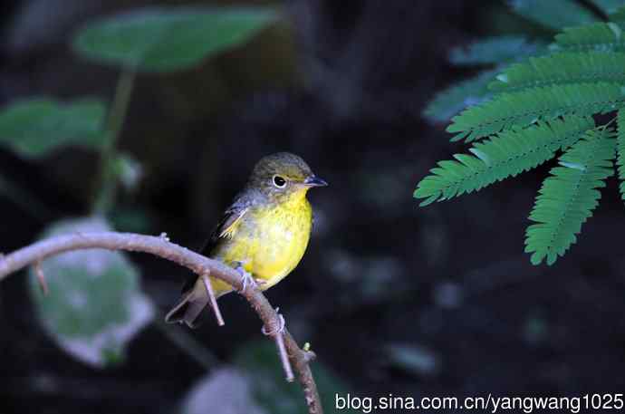 雌性绿背姬鹟（9）