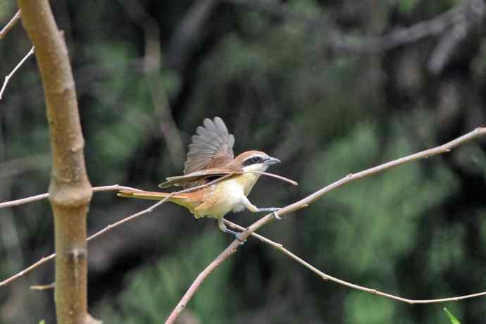 红尾伯劳 红尾伯劳