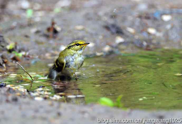 黄腰柳莺（3）
