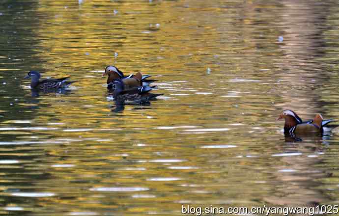 鸳鸯、斑头雁（抓拍）